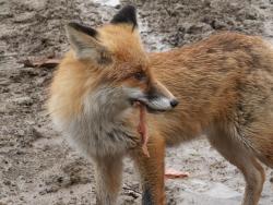 post-8942-0-84923700-1350444354_thumb.jp