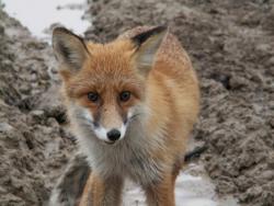 post-8942-0-95757600-1350444166_thumb.jp