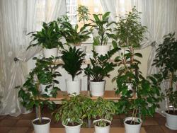 post-11225-0-99289700-1380722606_thumb.j