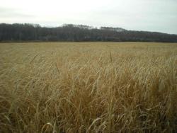 post-12551-0-19467500-1381840065_thumb.j