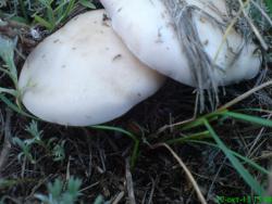 post-17557-0-73542100-1381867782_thumb.j