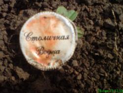 post-17557-0-98832500-1381867625_thumb.j