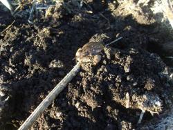 post-27127-0-48563800-1381067131_thumb.j