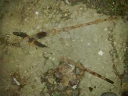 post-4123-0-46630900-1382281623_thumb.jp