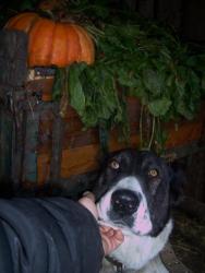 post-4269-0-58147700-1381415663_thumb.jp