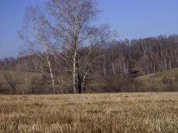 post-7090-0-67723500-1382279747_thumb.jp