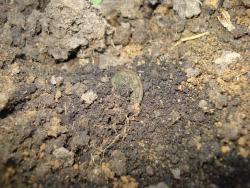 post-12373-0-40345800-1413206192_thumb.j