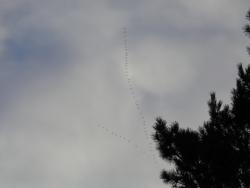 post-1580-0-68509400-1412253690_thumb.jp