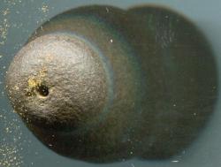 post-19676-0-62983700-1412403204_thumb.j