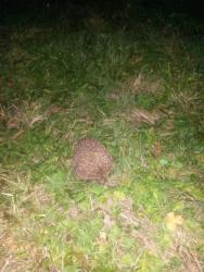 post-27784-0-08372400-1414490287_thumb.j