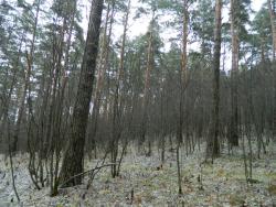 post-8095-0-04951200-1413444245_thumb.jp