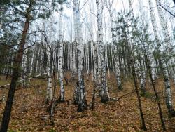 post-8095-0-45211700-1413309351_thumb.jp