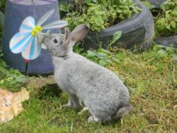 post-8095-0-91475300-1412669827_thumb.jp