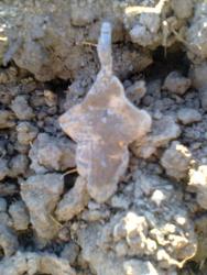 post-17557-0-01212300-1444753676_thumb.j