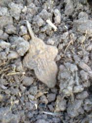 post-17557-0-58457500-1444753564_thumb.j