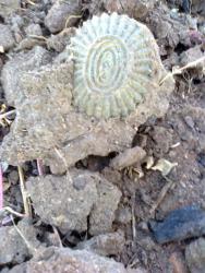 post-17557-0-70431600-1444753540_thumb.j