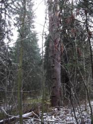 post-26744-0-80272500-1445861060_thumb.j