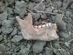 post-28141-0-36726300-1444753228_thumb.j