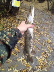 post-2817-0-50928200-1444893923_thumb.jp