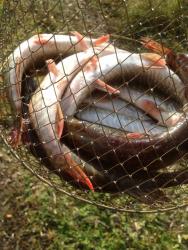 post-2817-0-58868100-1444893815_thumb.jp