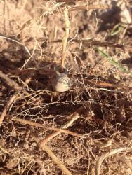 post-33129-0-90098500-1445431926_thumb.j