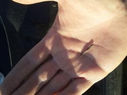 post-35545-0-03592300-1444566409_thumb.j