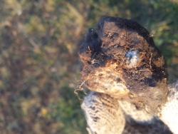 post-35545-0-60881200-1444566590_thumb.j