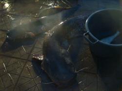 post-5088-0-21465900-1446235073_thumb.jp