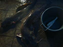 post-5088-0-34513900-1446235085_thumb.jp