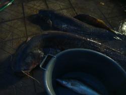 post-5088-0-38171800-1446235054_thumb.jp