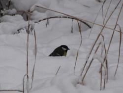 blogentry-1724-0-56896200-1290055076_thu