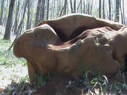 post-1677-0-13679800-1290398517_thumb.jp