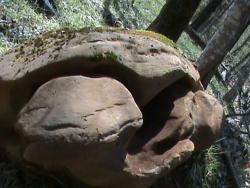 post-1677-0-35853700-1290398473_thumb.jp