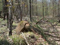 post-1677-0-90508100-1290398433_thumb.jp