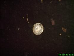 post-1788-0-80710100-1288881689_thumb.jp