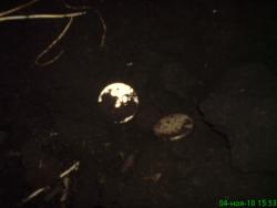 post-1788-0-98498300-1288881646_thumb.jp