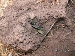 post-2293-0-80770500-1289923284_thumb.jp