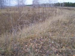 post-4269-0-49449300-1290875849_thumb.jp