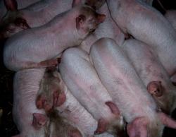 post-4269-0-54453500-1290350220_thumb.jp