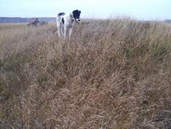 post-4269-0-72058300-1290871851_thumb.jp