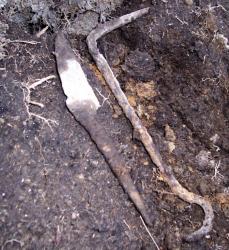 post-4269-0-85972700-1289914369_thumb.jp