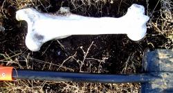 post-4269-0-88056100-1289315667_thumb.jp