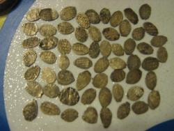 post-4920-0-48141600-1290529330_thumb.jp