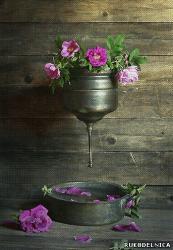 post-1668-0-62243300-1320716998_thumb.jp