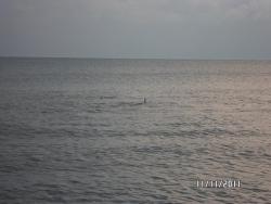 post-2817-0-49352700-1321040493_thumb.jp