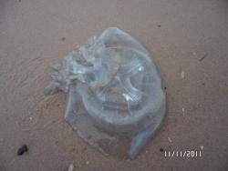 post-2817-0-58961700-1321040557_thumb.jp