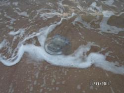 post-2817-0-93548200-1321040548_thumb.jp