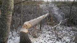 post-3072-0-61508300-1320555316_thumb.jp