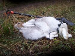 post-4269-0-56464000-1320492914_thumb.jp