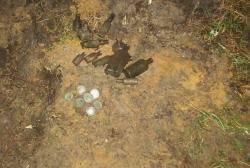 post-5029-0-97982900-1321425321_thumb.jp